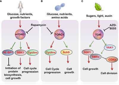 Sugar signals pedal the cell cycle!